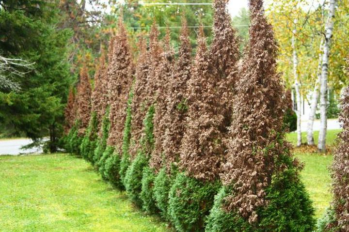 Jak pielęgnować iglaki