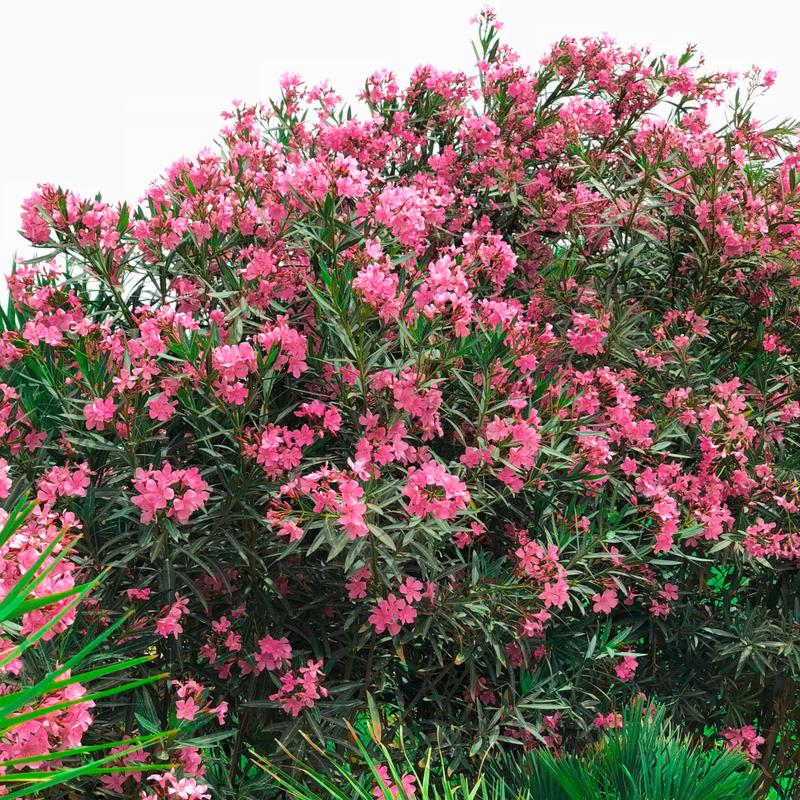 Pielęgnacja oleandra