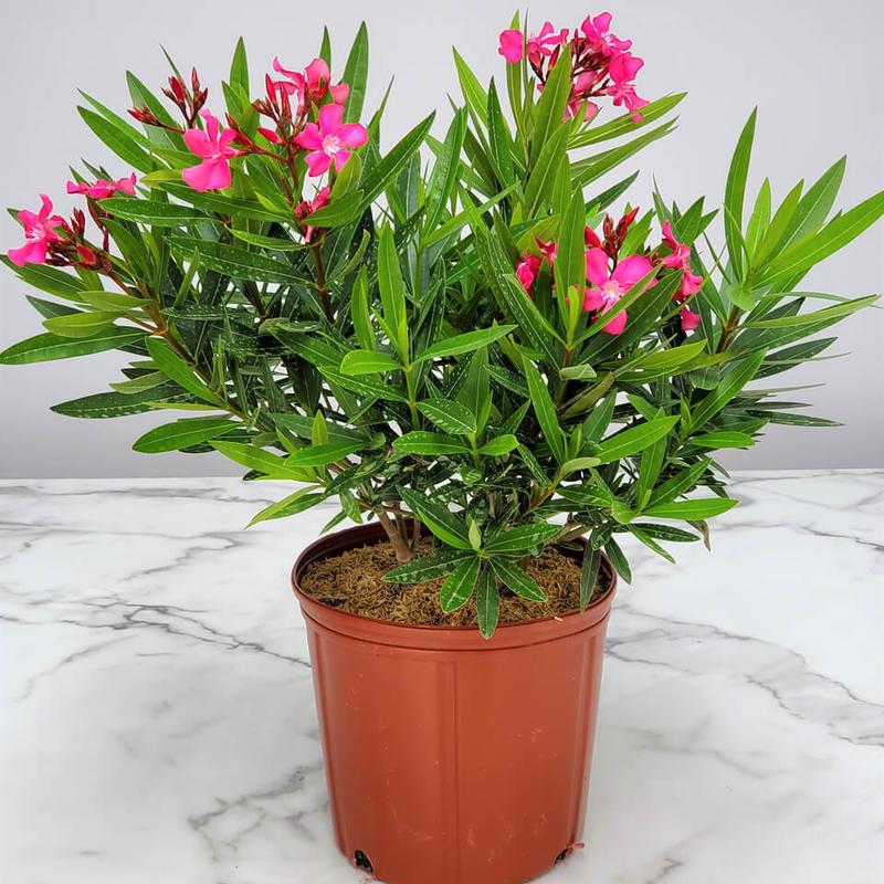 Podlewanie i nawożenie oleandra