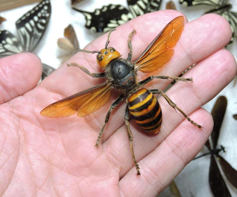 Pozbycie się szerszeni