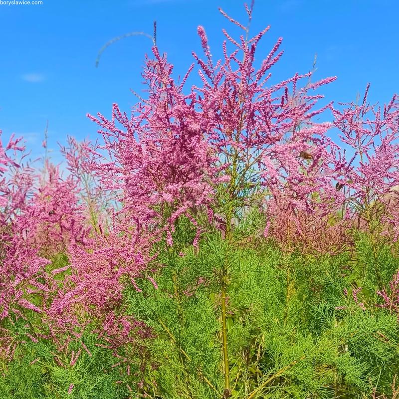 Problemy z tamaryszkiem