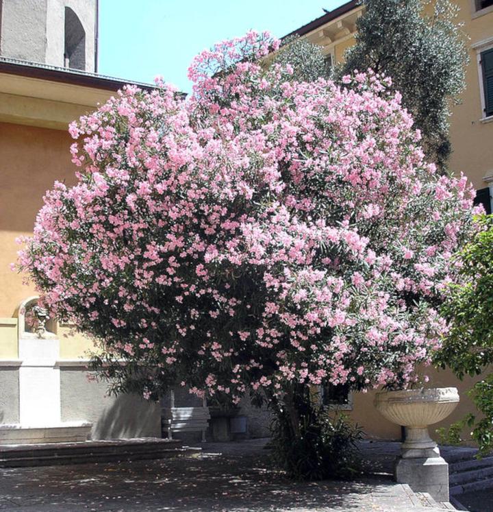 Przesadzanie oleandra