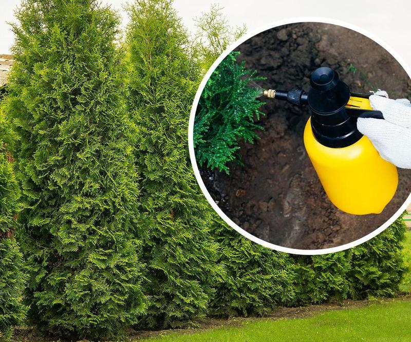 Przyczyny brązowienia tui