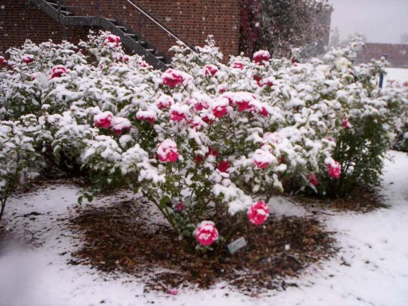 Przygotowanie róż na zimę