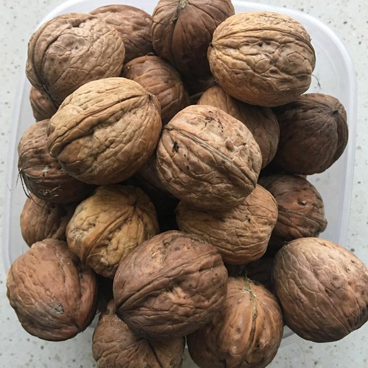 Świeżość orzechów włoskich
