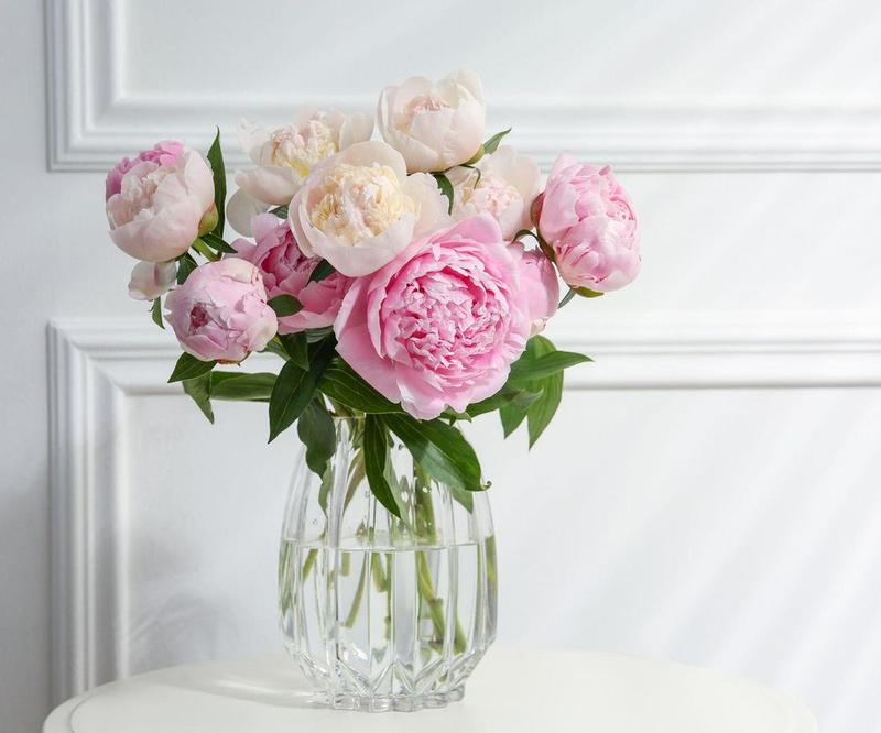 Terminy nawożenia piwonii