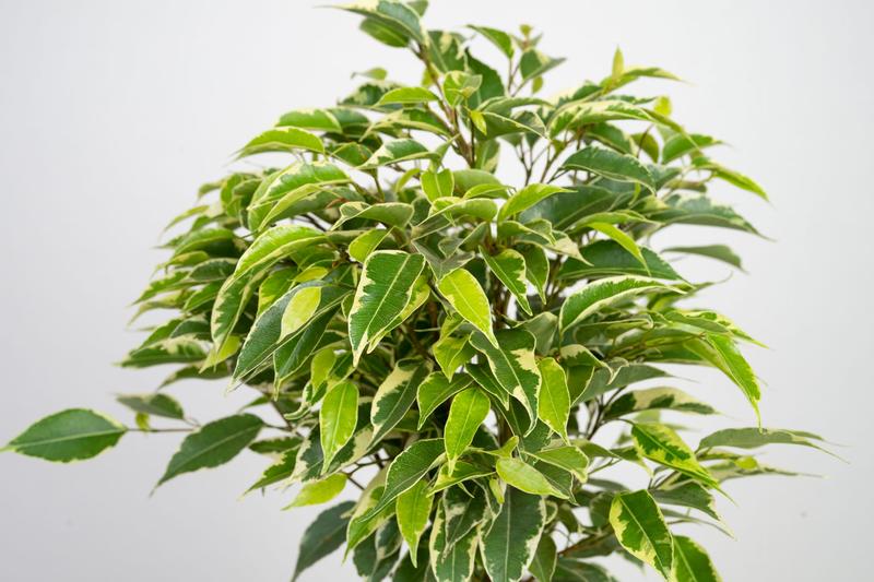 Uprawa fikusa benjamina