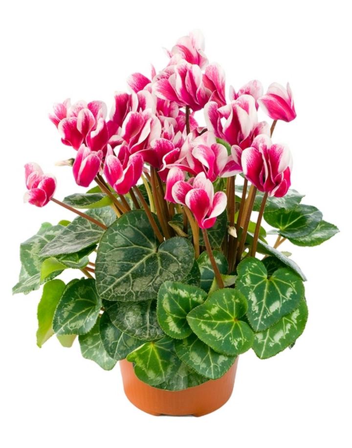 Uprawa fiołka alpejskiego