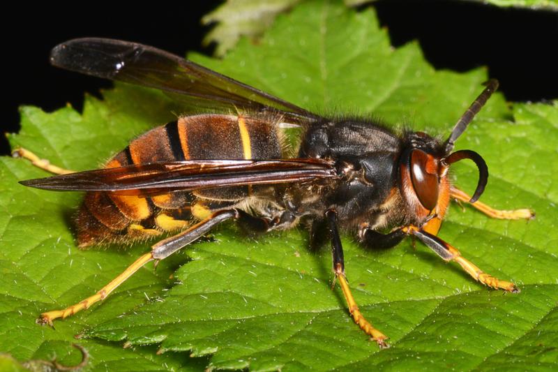 Usuwanie szerszeni z domu