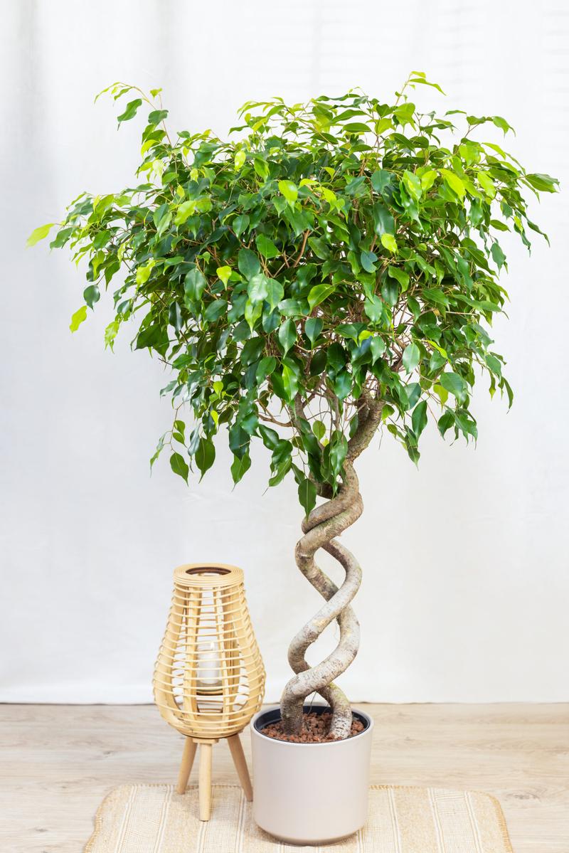 Warunki dla fikusa benjamina