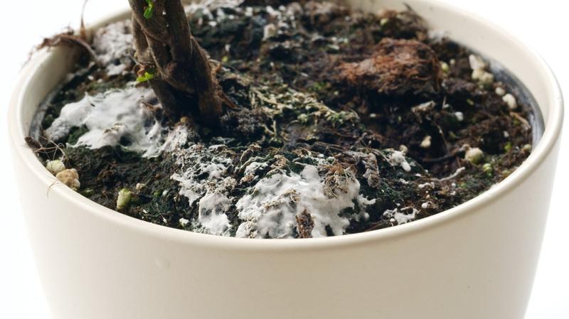 Wpływ osadu na rośliny