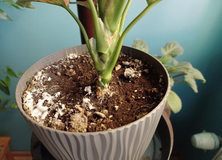 Zapobieganie osadom wapiennym