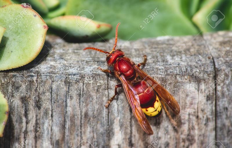Zapobieganie szerszeniom w mieszkaniu