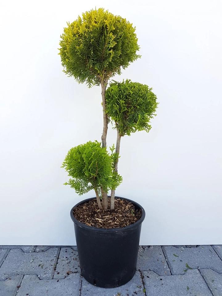 Zelona harmonia w ogrodzie