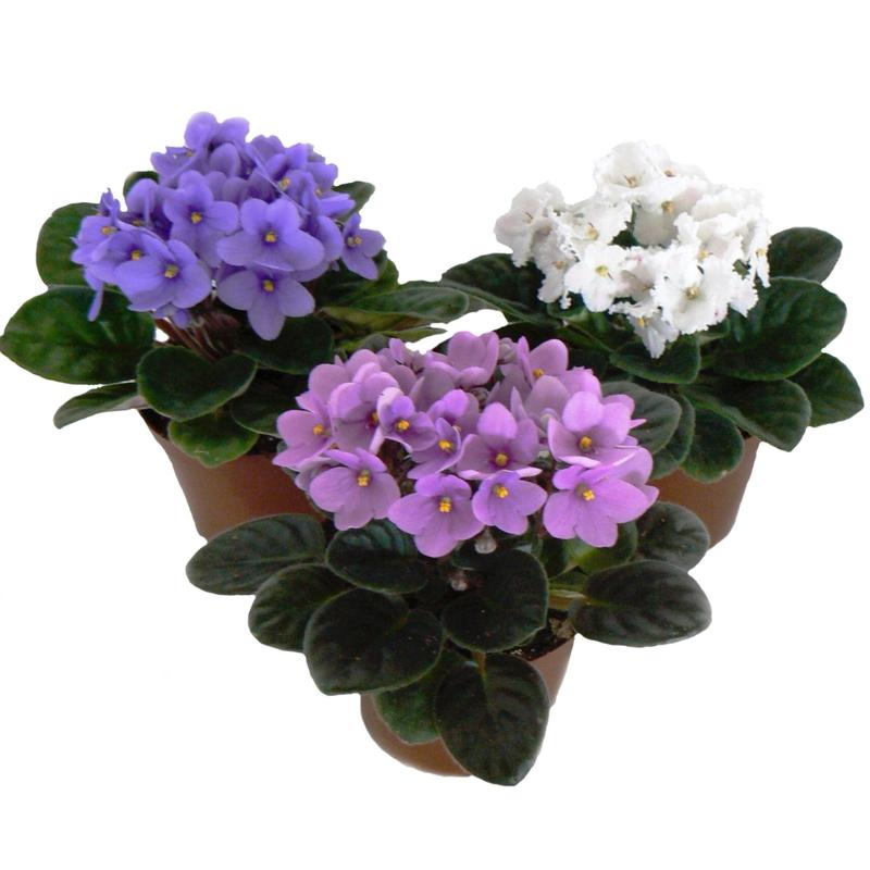 Zimowanie cyklamenów