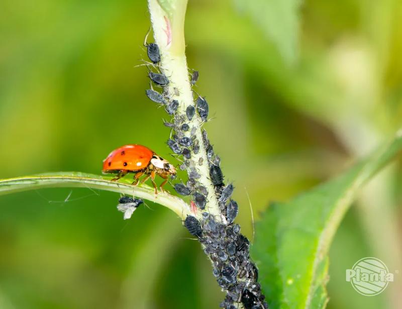 Zwalczanie mszyc w ogrodzie