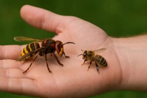 Co zrobić, gdy szerszeń w domu zagnieździł się nieproszony?
