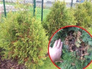 Dlaczego tui brązowieją? Oto możliwe przyczyny tego zjawiska