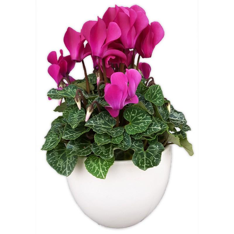 Fiolek alpejski i cyklamen perski – jak je uprawiać i pielęgnować po przekwitnieniu?