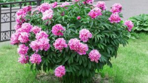 Jak skutecznie nawozić piwonie, aby pięknie kwitły? Wybierz najlepszy nawóz do piwonii!