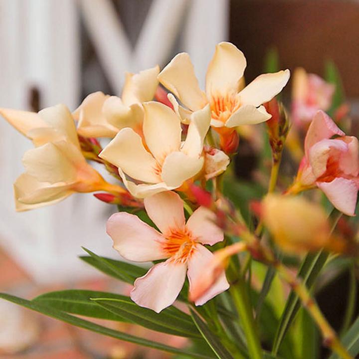 Jak skutecznie uprawiać i pielęgnować oleander w domowym zaciszu?