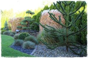 Zielona harmonia: Jakie iglaki wybrać do donic w oryginalnych kompozycjach?