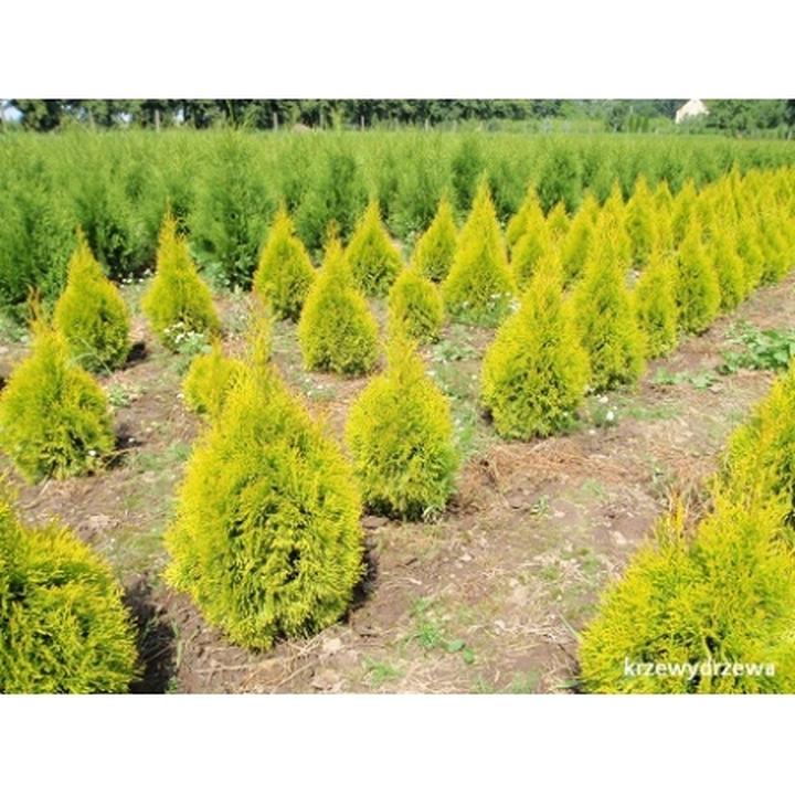 Bezpieczeństwo tui dla dzieci