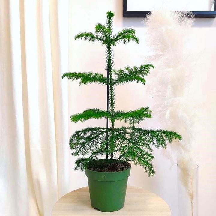 Błędy w pielęgnacji araukarii