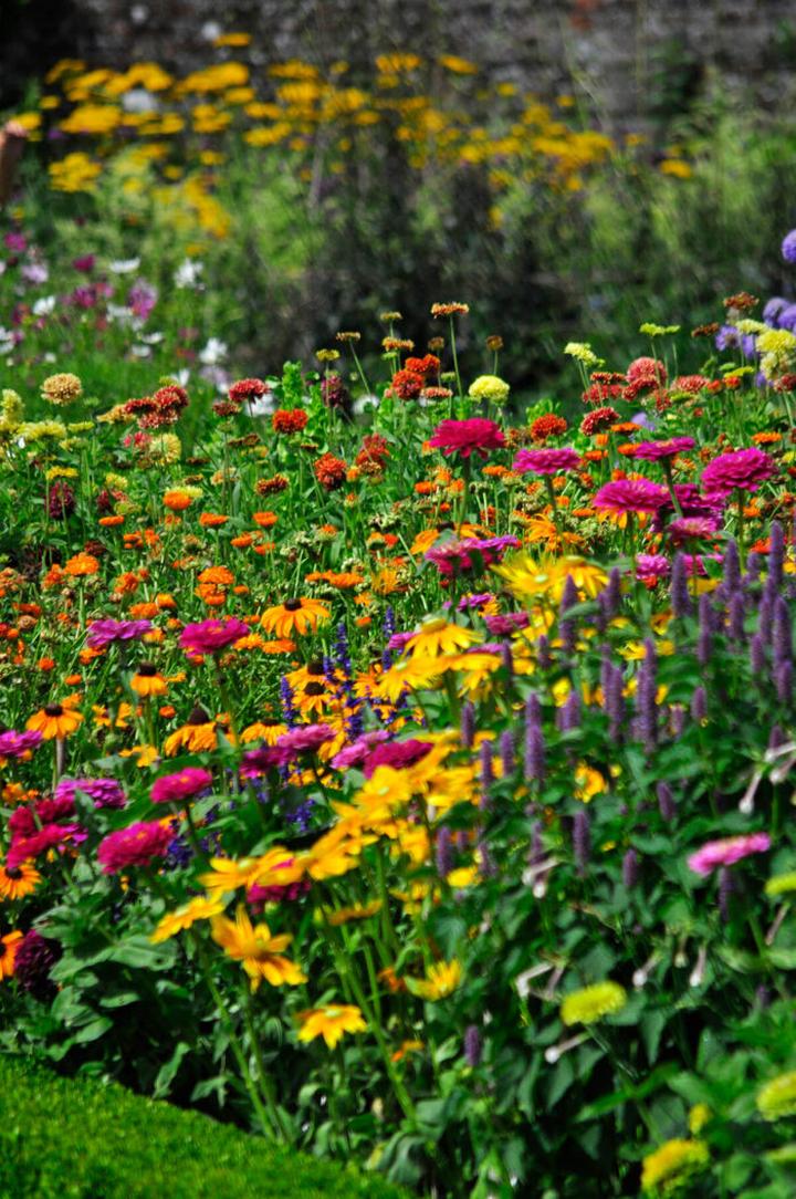 Gatunki jednorocznych kwiatów