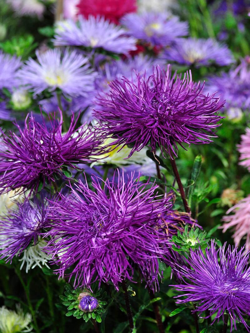 Jednoroczne kwiaty w ogrodzie