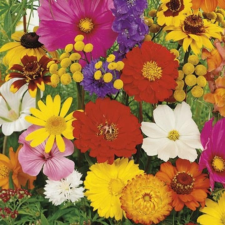 Kolory i kształty roślin jednorocznych