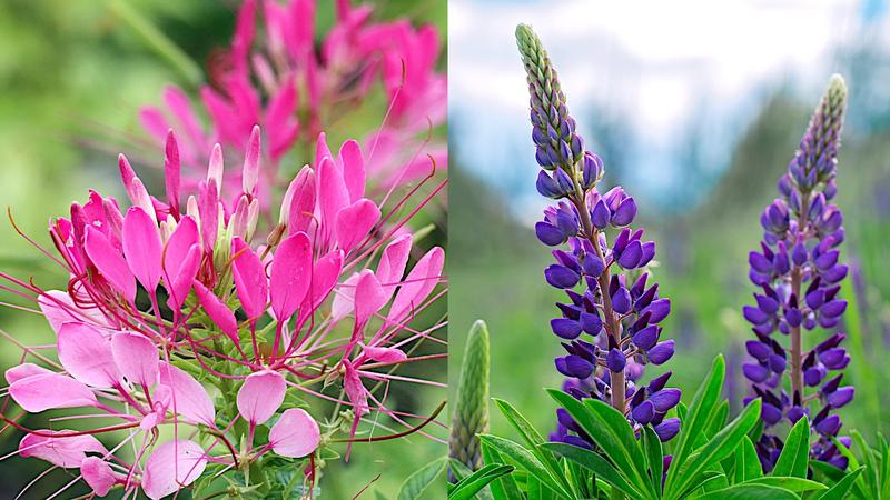 Kwiaty na balkon i taras