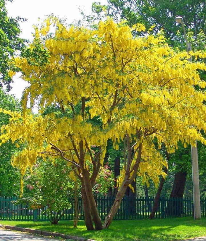 Kwitnienie zlotokapu