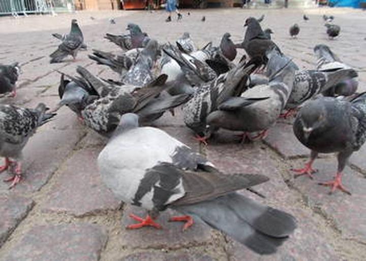 Legalne aspekty usuwania ptaków