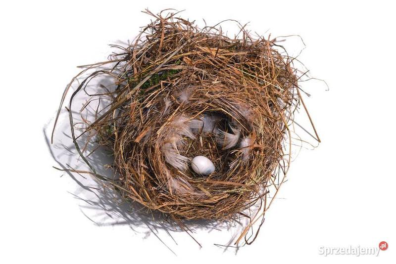 Metody odstraszania ptaków