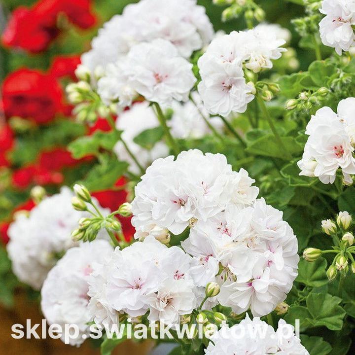 Metody rozmnażania pelargonii