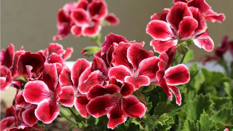 Metody sadzenia pelargonii
