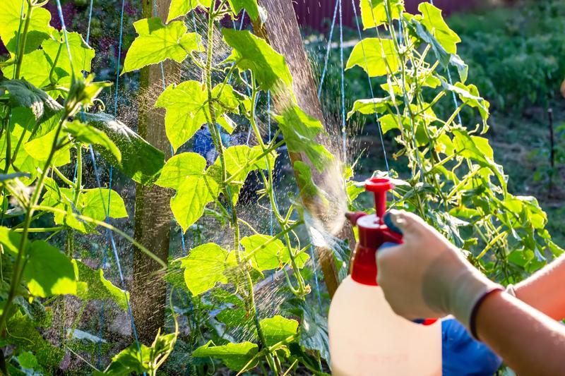 Mleko w ogrodnictwie