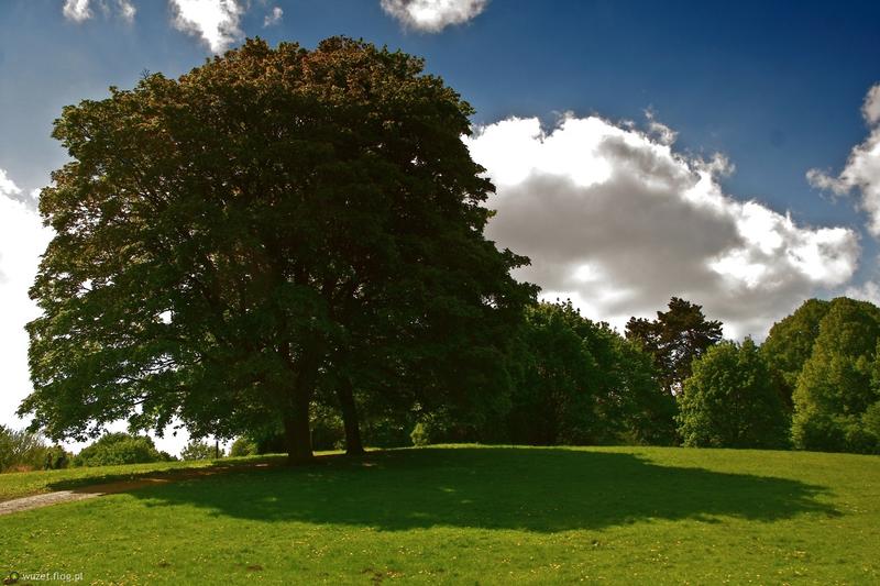 Nachalny cień drzew