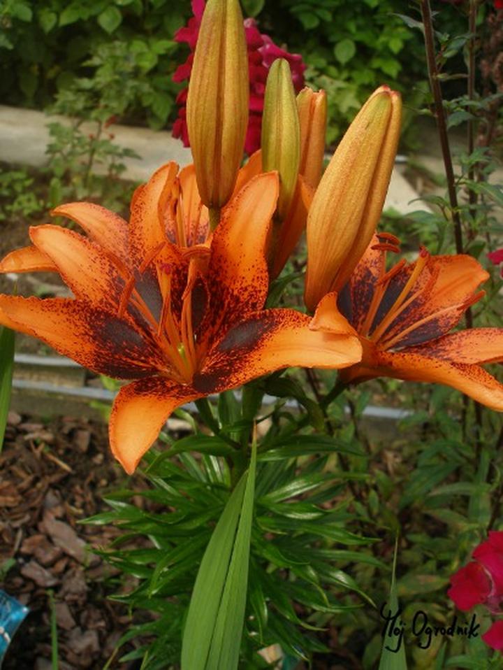 Odmiany lilii