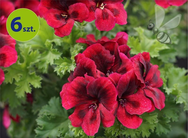 Optymalne terminy pelargonii