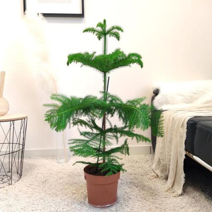 Pielęgnacja araukarii