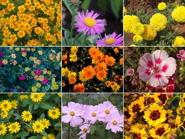 Pielęgnacja kwiatów jednorocznych