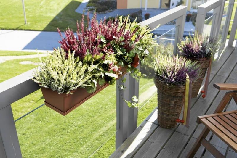 Pielęgnacja wrzosów