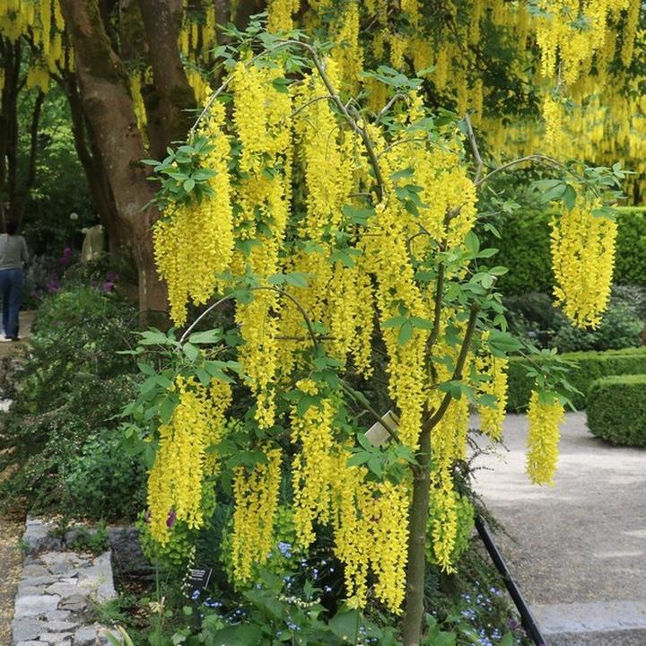 Pielęgnacja zlotokapu