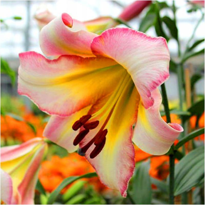 Przygotowanie gruntu na zimę