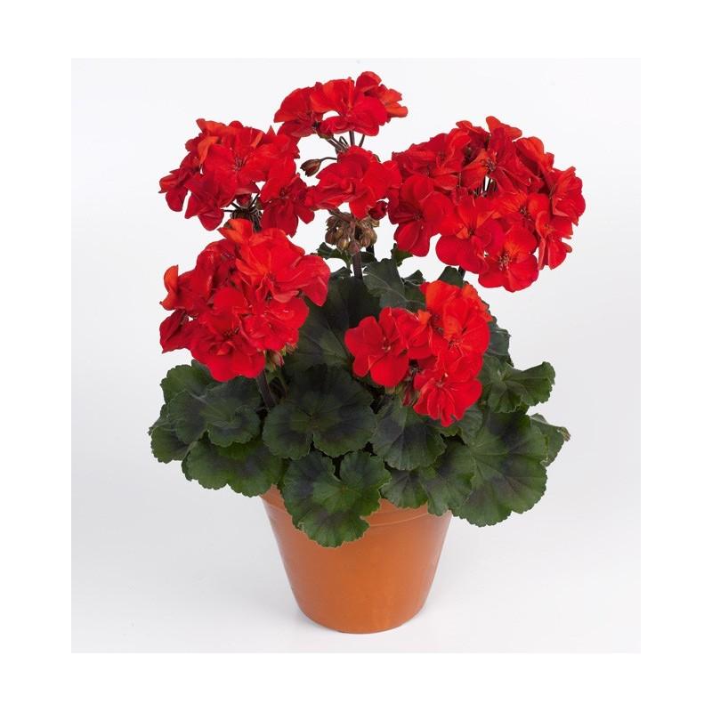 Rozmnażanie pelargonii