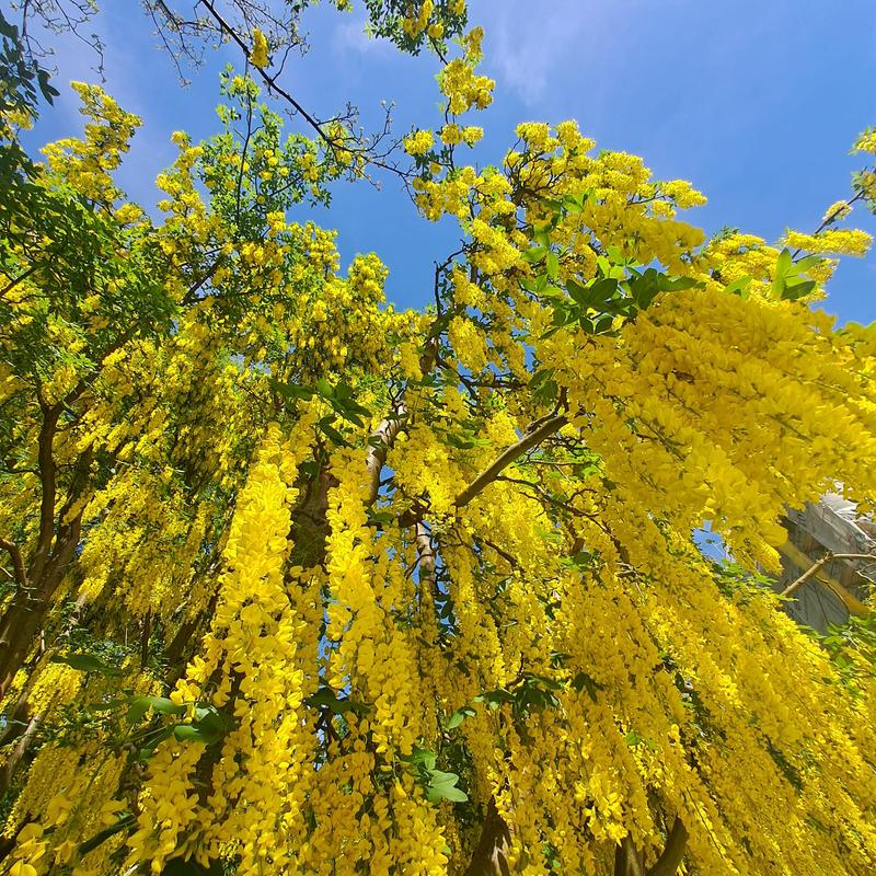 Warunki hodowli zlotokapu