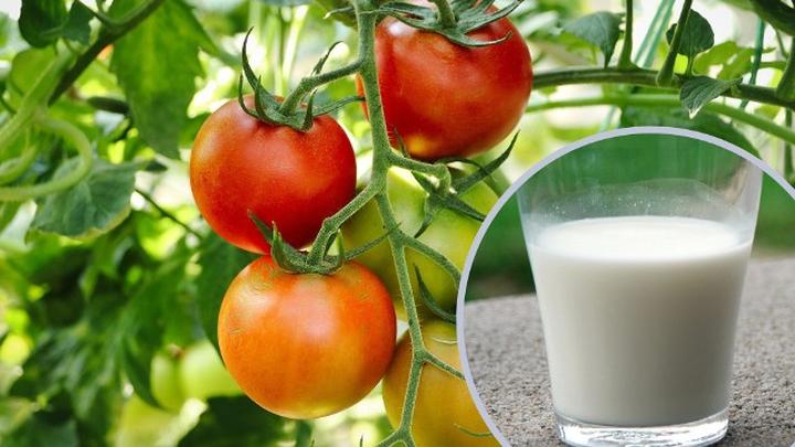 Zwalczanie mszyc naturalnie