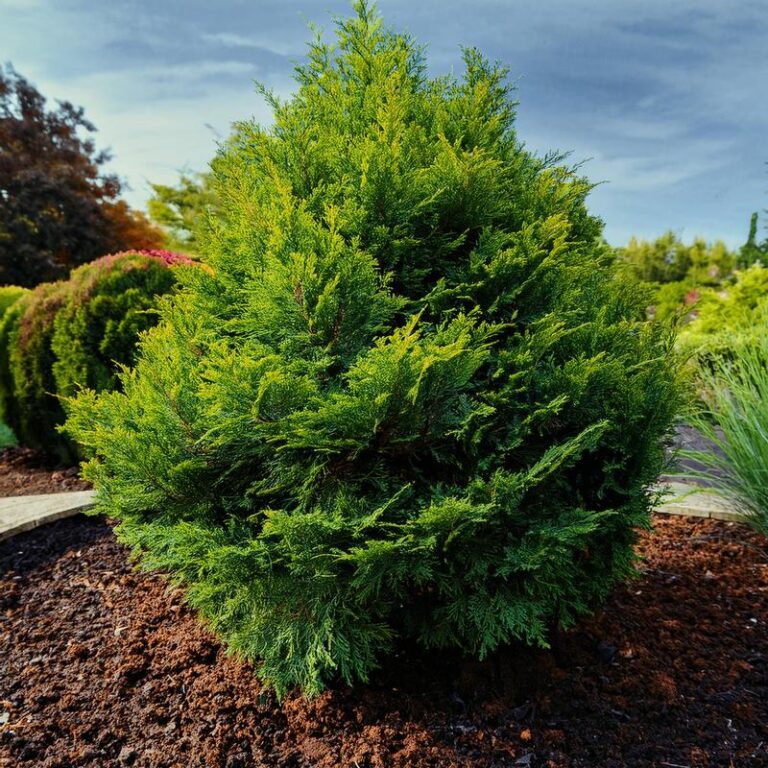 Czy tuje mogą szkodzić zdrowiu? Fakty i mity, które warto znać